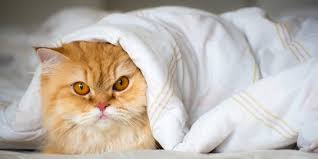Ikan memiliki nutrisi yang dapat berpengaruh. Tak Bisa Sembarangan Pilih Makanan Kucing Persia Ini Alasannya Merdeka Com