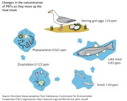 Their sprints often last, at most, ten to 20 seconds. Changes In The Concentration Of Pbts As They Move Up The Food Chain Download Scientific Diagram