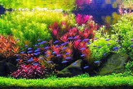 Berikut beberapa tips dalam perawatan tanaman hairgrass yang dapat anda lakukan. Mengenal Aquascape Gaya Dutch Aquair Indonesia