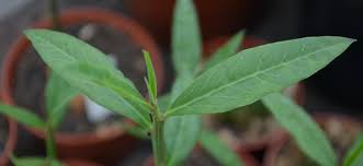 Image result for Monadenium fwambense