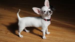 Kim at mini teacup puppies on instagram. Teacup Dog The Smallest Dog Breeds Healthy Paws Pet Insurance