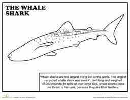 Maybe you would like to learn more about one of these? Whale Shark Worksheet Education Com