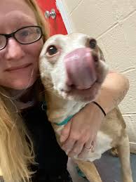 My name: Luna I am a: easy pup My breed: Golden Retriever My age is: 14  weeks My nickname: Luna butt, luney toon, lu lu, little shit My favorite  human: daddy My