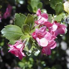 Image result for Escallonia