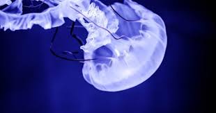 Mesoglea adalah organ gerak pada ubur ubur yang berfungsi untuk. Cnidaria Cara Hidup Ciri Ciri Tubuh Habitat Struktur Dan Fungsi Tubuh Cnidaria Materi Pelajar