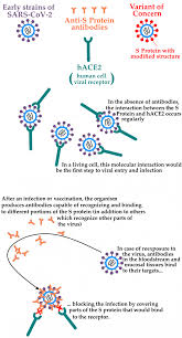 It was first identified in december 2019 in wuhan,. Study Investigates Covid 19 Reinfection Mechanism