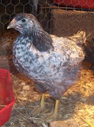 Silver laced wyandotte (bantams) breed information. Is It Blue Laced Silver Or Violet Laced Backyard Chickens Learn How To Raise Chickens