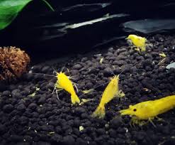 Nini Gen On Instagram Little Yellow S Yellowfireshrimp Aquadesign Aquariumhobby Aquasabi Aquariumfans Aquastyle Nature Aquarium Instagram Goldfish
