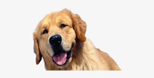 Cachorro Feliz Golden Retriever Transparent Png 478x337 Free Download On Nicepng