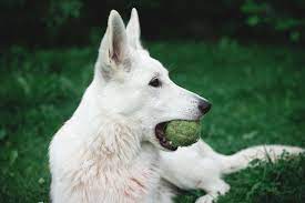 But what happens when you cross a german shepherd and labrador. German Shepherd Lab Mix Guide To An Intelligent Loyal Companion For You