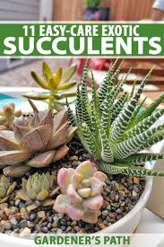 Cacti are really easy to care for, as long as you know their basic needs, and hopefully, this post will help you have a happy and healthy cactus. 11 Best Easy Care Exotic Succulents To Grow At Home Gardener S Path