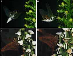 Image result for Habenaria epipactidea