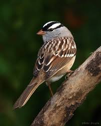 Short flights, alternates rapid wing beats with brief periods of the wings pulled to sides. White Crowned Sparrow Madison Audubon