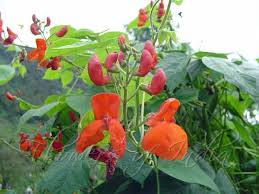 Image result for Phaseolus coccineus