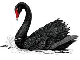Black And White Swan Tattoo Black Swan Tattoo Google Search Black Swan Tattoo Swan Tattoo Black Swan Bird