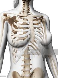 Anterior view of a human thoracic cage. Female Ribcage Computer Artwork Skeleton Anatomy Figure Drawing Female Human Skeleton Anatomy