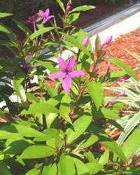 Image result for Pseuderanthemum