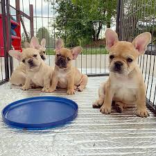 Usda licensed commercial breeders account for less than 20% of all breeders in the country. Adorable Puppies French Bulldog Puppies And Adult Facebook