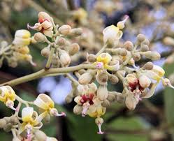 Image result for Firmiana