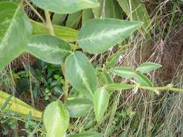 Image result for Desmodium uncinatum