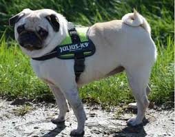 Julius K9 Harnesses Collars And Others K9harness Com Pug