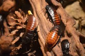 We're the best exterminator in nyc, nassau county and suffolk county, long island. Long Island Pest Control Services Exterminator Rest Easy Pest Control