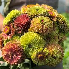 Organic Queen Lime With Blush Zinnia Fruition Seeds Zinnias Flower Seeds Organic Container Gardening