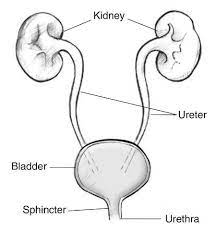 Acute renal failure is when a person's kidneys are not working as well as they once did. Renal Failure Kidney Failure