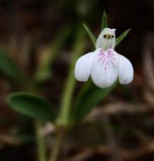 Image result for Justicia anagalloides