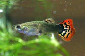 Berikut ialah harga terkini ikan kelah merah di pasaran semasa malaysia. Senarai Jenis Ikan Hiasan Air Tawar Untuk Aquarium Beginner Some Bullet For Your Head