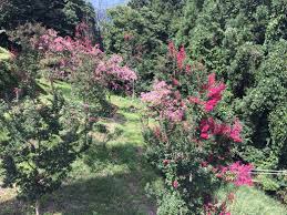 「サルスベリ 。画像。」の画像検索結果