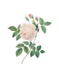 Clipart Vintage Rose Clip Art Flower Png Clip Art For Etsy Clip Art Vintage Flower Art Painting Art Invitation
