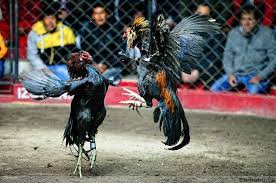 Agen ayam sabung bandar ayam laga taji arena meron wala situs judi sabung ayam live filipina terbesar ayam aduan online terpercaya indonesia www.s128.net. Cockfighting Di Peru 2021