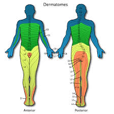 Chiropractor Cranston Richiropractic Charts Diagrams