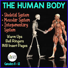 Attached to the bones of the skeletal system are about 700 named muscles that make up roughly half of a person's body weight. Human Body Warm Ups Bell Ringers Skeletal Muscular Integumentary