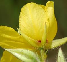 Image result for Chamaecrista falcinella