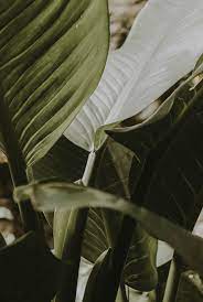 Wallpapers Unsplash By Liubov Ilchuck Plant Aesthetic Green Aesthetic Plants