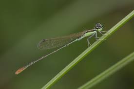 Image result for Nesaea pygmaea