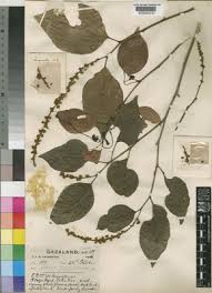 Image result for Tannodia swynnertonii