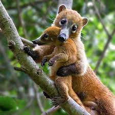 pin by gayle bolling on animals animals cute animals unusual animals