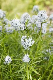 Image result for Cyanastrum johnstonii