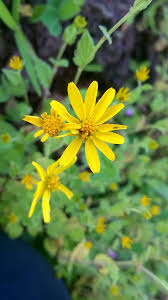 Check spelling or type a new query. Flora In India Home Of Different Types Of Flowers 2 Steemit
