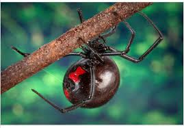 No one in the united states has died from a black widow spider bite in over ten years. Spider Bites Cancer Therapy Advisor