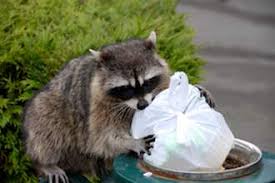 Can my dog get rabies from biting an animal it killed if yes she can get rabies from killing a rabid animal. How To Get Rid Of Raccoons Raccoon Facts Photos Control