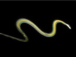 Flying Snakes National Geographic Snake Reptile Snakes Animals