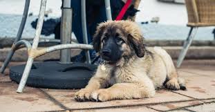 Your puppy can be more fun and better behaved! Sit Means Sit Phoenix