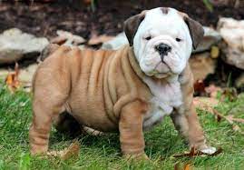 His mother american bulldog and. English Bulldog Hybrid Puppies For Sale Off 74 Www Usushimd Com