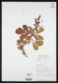 Image result for Searsia pyroides