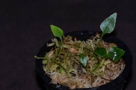 Image result for Elaphoglossum