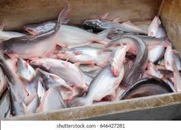 What's pandan and ciku in english? Malaysian Catfish Ikan Patin On Market Stock Photo Edit Now 646427281